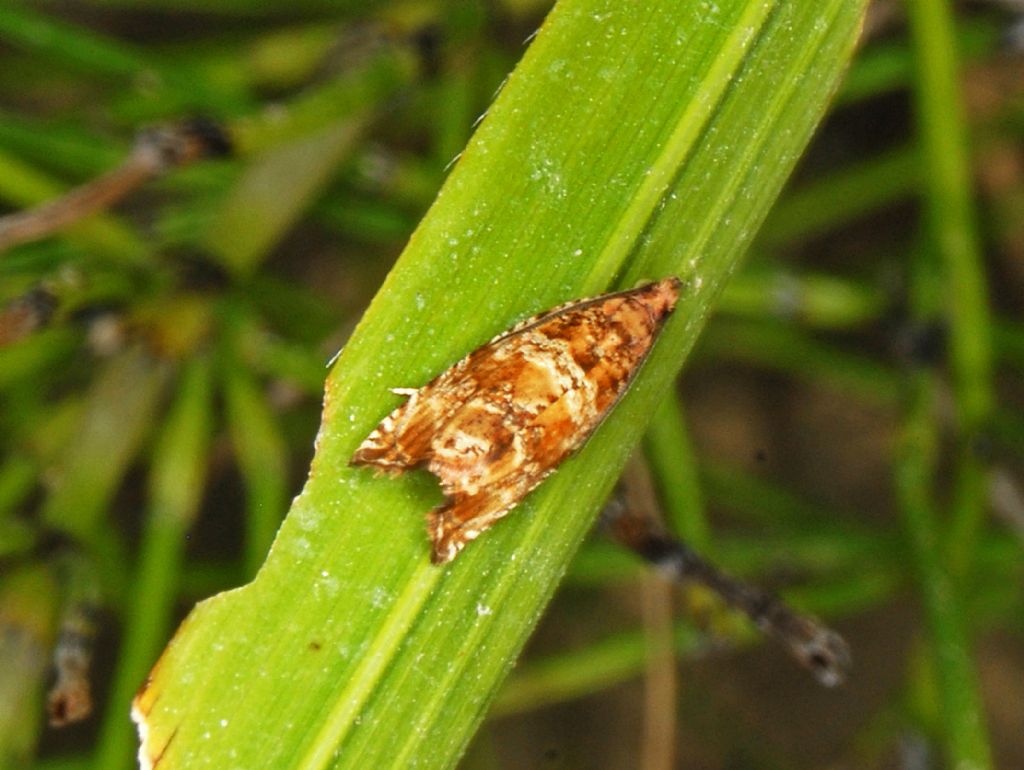 Quale Tortricidae?  Celypha cespitana